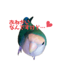 コザクラインコ好きのためのスタンプ（個別スタンプ：2）