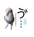 コザクラインコ好きのためのスタンプ（個別スタンプ：3）