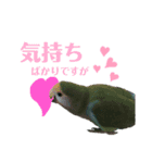 コザクラインコ好きのためのスタンプ（個別スタンプ：4）
