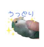 コザクラインコ好きのためのスタンプ（個別スタンプ：5）