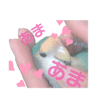 コザクラインコ好きのためのスタンプ（個別スタンプ：7）