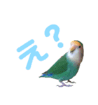 コザクラインコ好きのためのスタンプ（個別スタンプ：8）