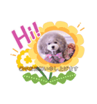 イヴたんトイプードル（個別スタンプ：1）