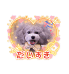 イヴたんトイプードル（個別スタンプ：5）
