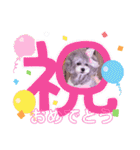 イヴたんトイプードル（個別スタンプ：8）