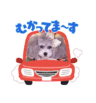 イヴたんトイプードル（個別スタンプ：11）