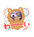イヴたんトイプードル（個別スタンプ：14）