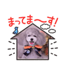 イヴたんトイプードル（個別スタンプ：15）