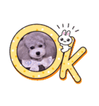 イヴたんトイプードル（個別スタンプ：16）