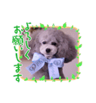 イヴたんトイプードル（個別スタンプ：32）