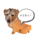 ノーフォークテリアとその仲間たち（個別スタンプ：4）