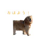 ノーフォークテリアとその仲間たち（個別スタンプ：18）