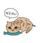 キジトラと茶トラ白ねこスタンプ（個別スタンプ：6）