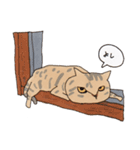 キジトラと茶トラ白ねこスタンプ（個別スタンプ：9）