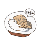 キジトラと茶トラ白ねこスタンプ（個別スタンプ：10）