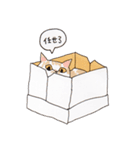 キジトラと茶トラ白ねこスタンプ（個別スタンプ：19）