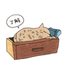 キジトラと茶トラ白ねこスタンプ（個別スタンプ：22）