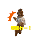 コタロースタンプ⭐︎（個別スタンプ：10）