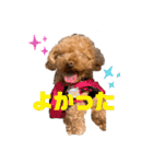 コタロースタンプ⭐︎（個別スタンプ：15）