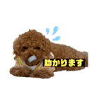 コタロースタンプ⭐︎（個別スタンプ：31）