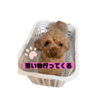 コタロースタンプ⭐︎（個別スタンプ：35）