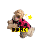 コタロースタンプ⭐︎（個別スタンプ：37）
