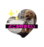 コタロースタンプ⭐︎（個別スタンプ：38）