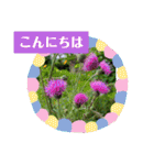 お花で挨拶しょう（個別スタンプ：1）