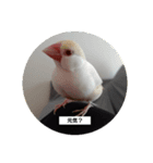 文鳥リアル（個別スタンプ：3）