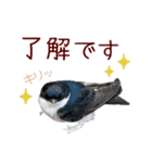 まいにち北海道★めんこいキタキツネと鳥（個別スタンプ：6）