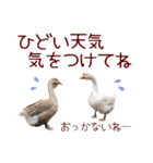 まいにち北海道★めんこいキタキツネと鳥（個別スタンプ：22）