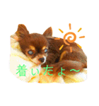 チョコちゃんスタンプ♡*(おでかけ編)（個別スタンプ：20）
