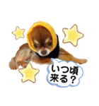 チョコちゃんスタンプ♡*(おでかけ編)（個別スタンプ：30）