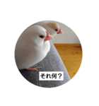 うちの文鳥です（個別スタンプ：2）