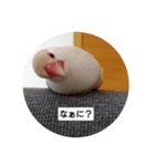 うちの文鳥です（個別スタンプ：3）