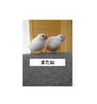 うちの文鳥です（個別スタンプ：7）