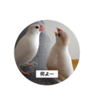 うちの文鳥です（個別スタンプ：12）