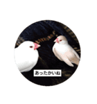 うちの文鳥です（個別スタンプ：14）