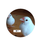 うちの文鳥です（個別スタンプ：16）