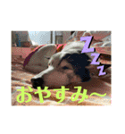 一目でスタンプ（個別スタンプ：15）