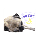 パグのジンモモ モモver.（個別スタンプ：2）
