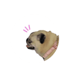 パグのジンモモ モモver.（個別スタンプ：3）