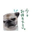 パグのジンモモ モモver.（個別スタンプ：7）