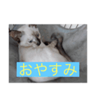 はやてもりもりスタンプ（個別スタンプ：8）