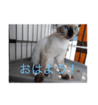 はやてもりもりスタンプ（個別スタンプ：10）