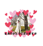 ホワイトシェパードの日常と敬語（個別スタンプ：2）