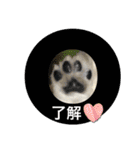 ホワイトシェパードの日常と敬語（個別スタンプ：6）