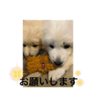 ホワイトシェパードの日常と敬語（個別スタンプ：12）