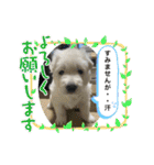 ホワイトシェパードの日常と敬語（個別スタンプ：14）