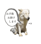 ホワイトシェパードの日常と敬語（個別スタンプ：15）